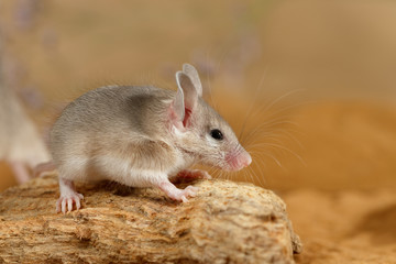 Close-up young spiny mouse (Acomys cahirinus) on top of  snag.  Small DoF focus put only to head of mouse.