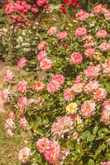 Rose garden   in summer on a sunny day