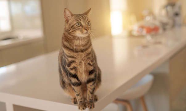 Beautiful short hair cat sitting on white table at home
