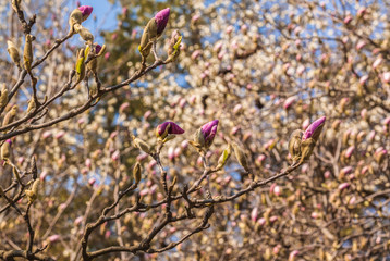 Blooming Magnolia soulangeana