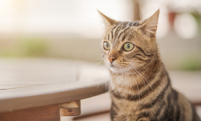 Cute short hair at the garden sittion on a chair outdoors, playing outside on a sunny day