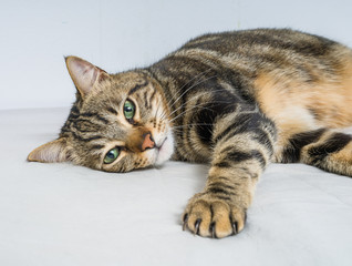Beautiful short hair cat lying on the bed at home