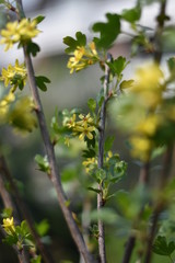 Stachelbeere mit gelben Blüten
