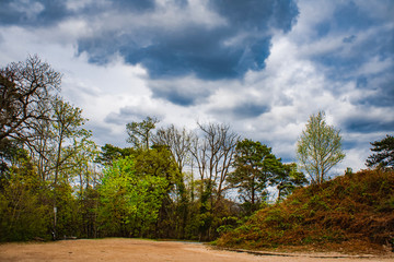 Temps nuageux sur la forêt
