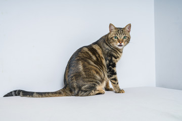 Beautiful short hair cat lying on the bed at home