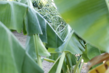close up of aloe vera plant