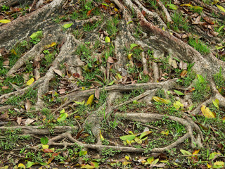 root of big tree on ground with autumn leaf in garden