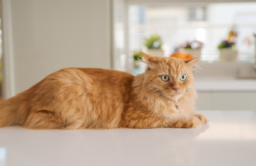 Beautiful ginger long hair cat lying on kitchen table on a sunny day at home