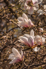 Magnolia kobus  branch with buds and flowers