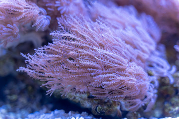 Anthelia Waving Hand Coral (Anthelia sp.) growing on rock