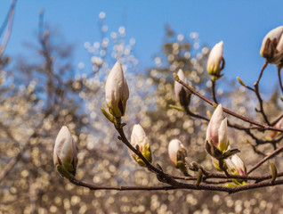 Blooming Magnolia kobus