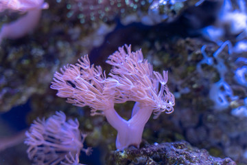 Pulsing Xenia (Xenia elongata) growing on rock