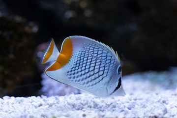 Pearlscale Butterflyfish..(Chaetodon xanthurus) swimming in reef tank