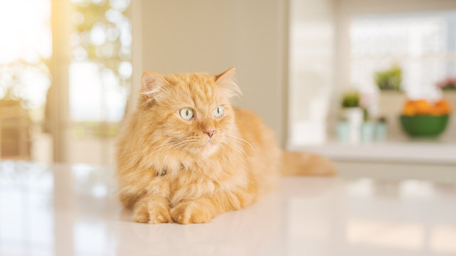 Beautiful ginger long hair cat lying on kitchen table on a sunny day at home