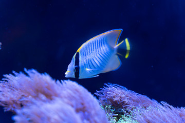 Chevron butterflyfish (Chaetodon trifascialis) swimming in reef tank