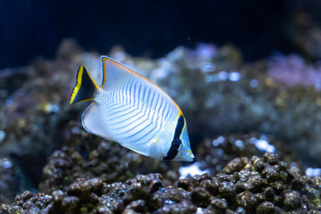 Chevron butterflyfish (Chaetodon trifascialis) swimming in reef tank