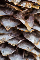 Structure of the revealed fir-tree cone scales. Soft focus. Blyur. Macro.
