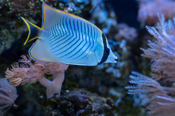 Fototapeta na wymiar Chevron butterflyfish (Chaetodon trifascialis) swimming in reef tank