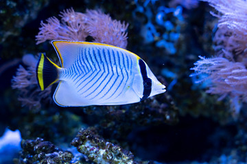 Chevron butterflyfish (Chaetodon trifascialis) swimming in reef tank