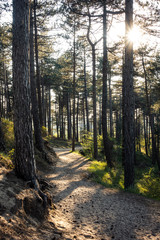 Wanderweg im Kennemerland Nationalpark, Niederlande