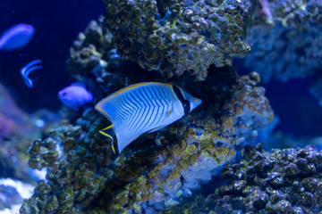 Naklejka na ściany i meble Chevron butterflyfish (Chaetodon trifascialis) swimming in reef tank