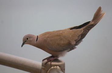 dove on the railing