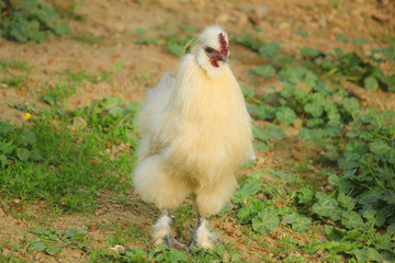hen moroseta in the meadow