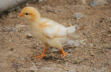 little chick in the farm