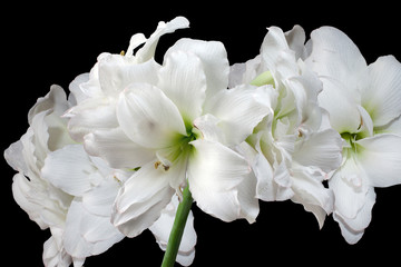 beautiful large white Amaryllis  Alaska flower closeup on black background