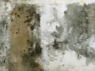old dirty wall with moss and mold and lichen