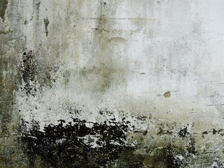 old dirty wall with moss and mold and lichen