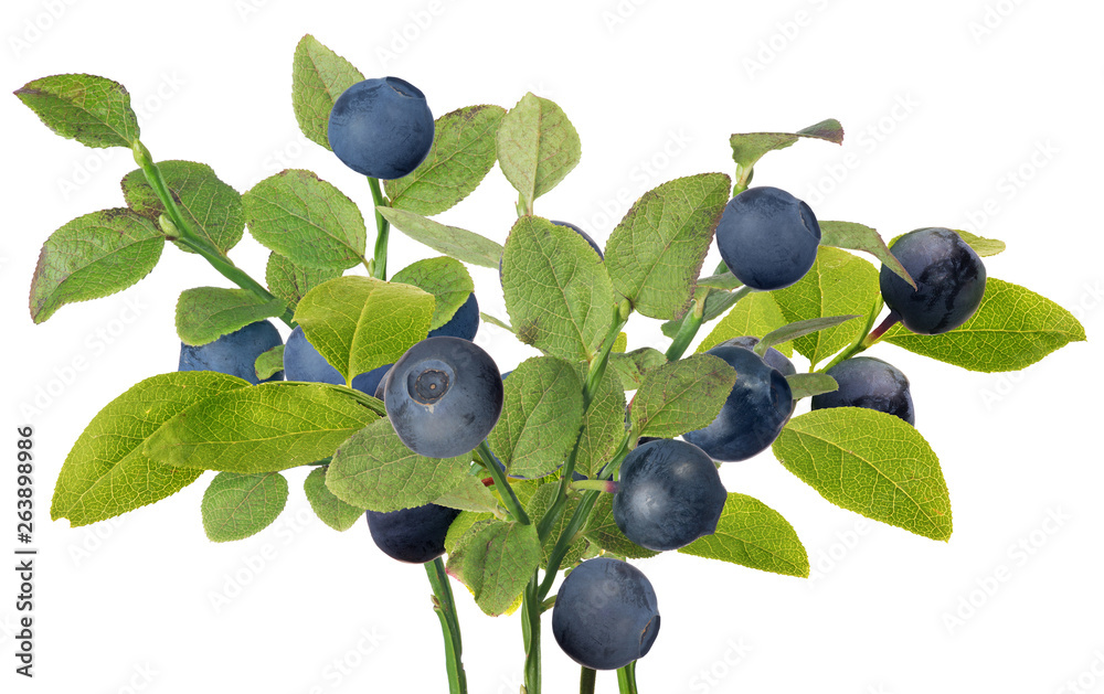 Poster blueberry bush with dark ripe berries