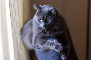 Side lit horizontal portrait of silver-grey pensive looking adult cat draped over an armchair back...
