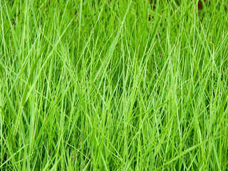 Obraz premium green grass lawn texture