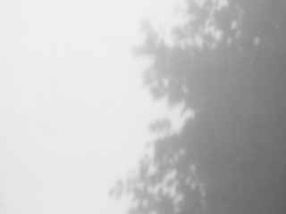 shadow of tree on white wall background