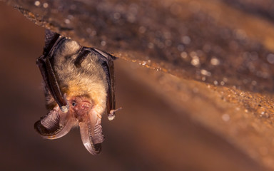 Close up picture of small Brown long-eared bat Plecotus auritus hanging upside down in dark cave resembling similar gray Plecotus austriacus. Wild animal portrait in natural habitat.