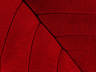 red leaf texture background ( teak leaf )
