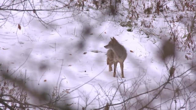 a coyote in the wild