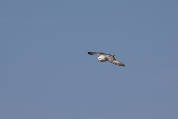 Möwe an der irischen Küste