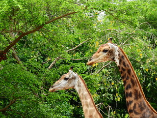 Giraffe in the zoo