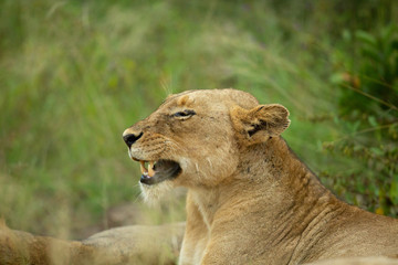 Lion pride slowly getting active after a day of sleeping