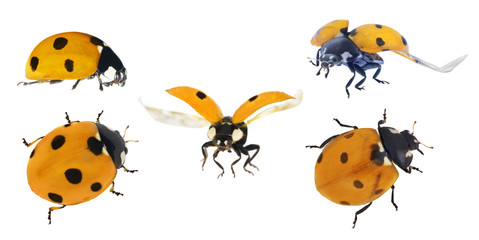 set of five orange ladybugs isolated on white