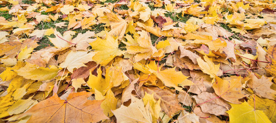 bright gold autumn maple leaves
