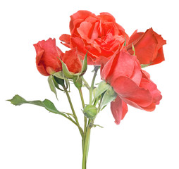 isolated bright red bunch of roses