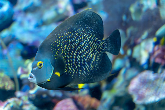 French angelfish (Pomacanthus paru) a large ornamental fish from Atlantic Ocean