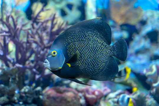 French angelfish (Pomacanthus paru) a large ornamental fish from Atlantic Ocean