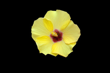 beautiful yellow hibiscus flower close up on black background