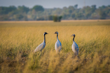 Demoiselle crane or Grus virgo flock with a pattern in open grassland of Tal Chappar Blackbuck sanctuary , India	