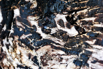 Old shabby tree trunk surface with burned staines, horizontal background texture close up detail