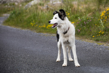 Junger Hund in Irland